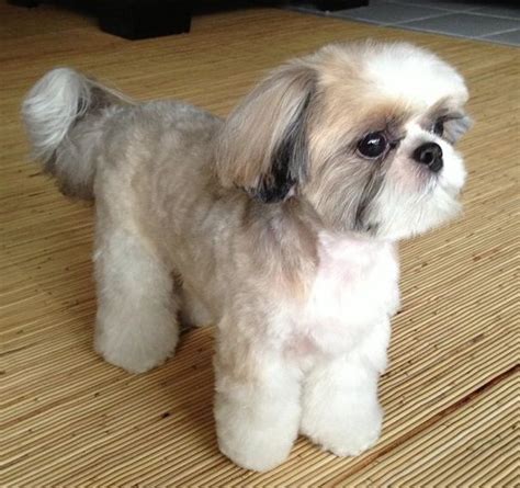 best haircut for shih tzu|puppy cut on shih tzu.